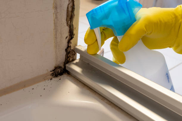 Best Mold Cleaning Services  in Fort Bliss, TX