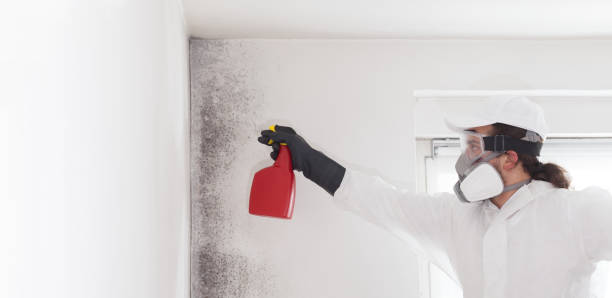 Best Mold Remediation Services  in Fort Bliss, TX