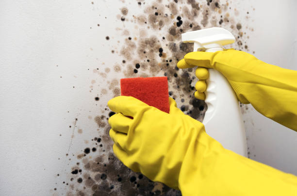 Best Mold Testing  in Fort Bliss, TX