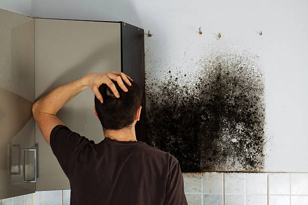 Best Certified Mold Removal  in Fort Bliss, TX