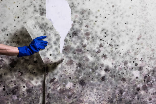 Best Professional Mold Removal  in Fort Bliss, TX