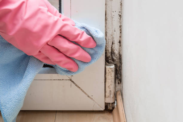 Best Affordable Mold Removal  in Fort Bliss, TX