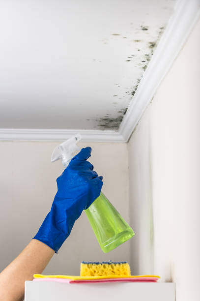 Office Mold Removal Services in Fort Bliss, TX